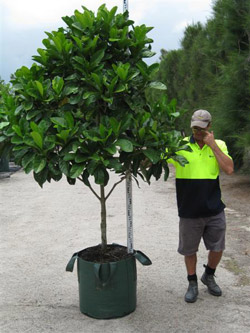 معرفی و راهنمای پرورش درختان میوه - مَنگوستین زرد